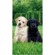 Serviette de plage microfibre chiots 70x140
